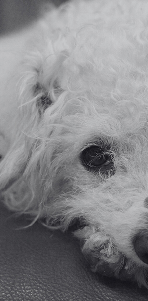 Photograph of my small white poodle-terrier mix dog named Lucky sitting on a brown leather chair. Circa 2016. Cropped to only see half of his face. Black and white filter applied.