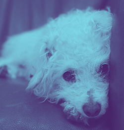 Photograph of my small white poodle-terrier mix dog named Lucky sitting on a brown leather chair. Circa 2016. Blue duo-tone filter applied.